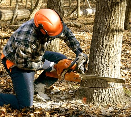 Tree Removal in Nuevo, CA
